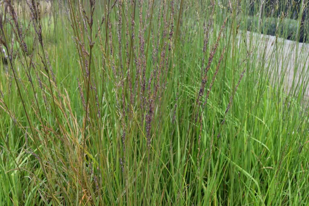 Molinia caerulea ssp. caerulea 'Karl Foerster' ---